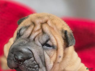 Shar Pei dogs Grub - Ad 2