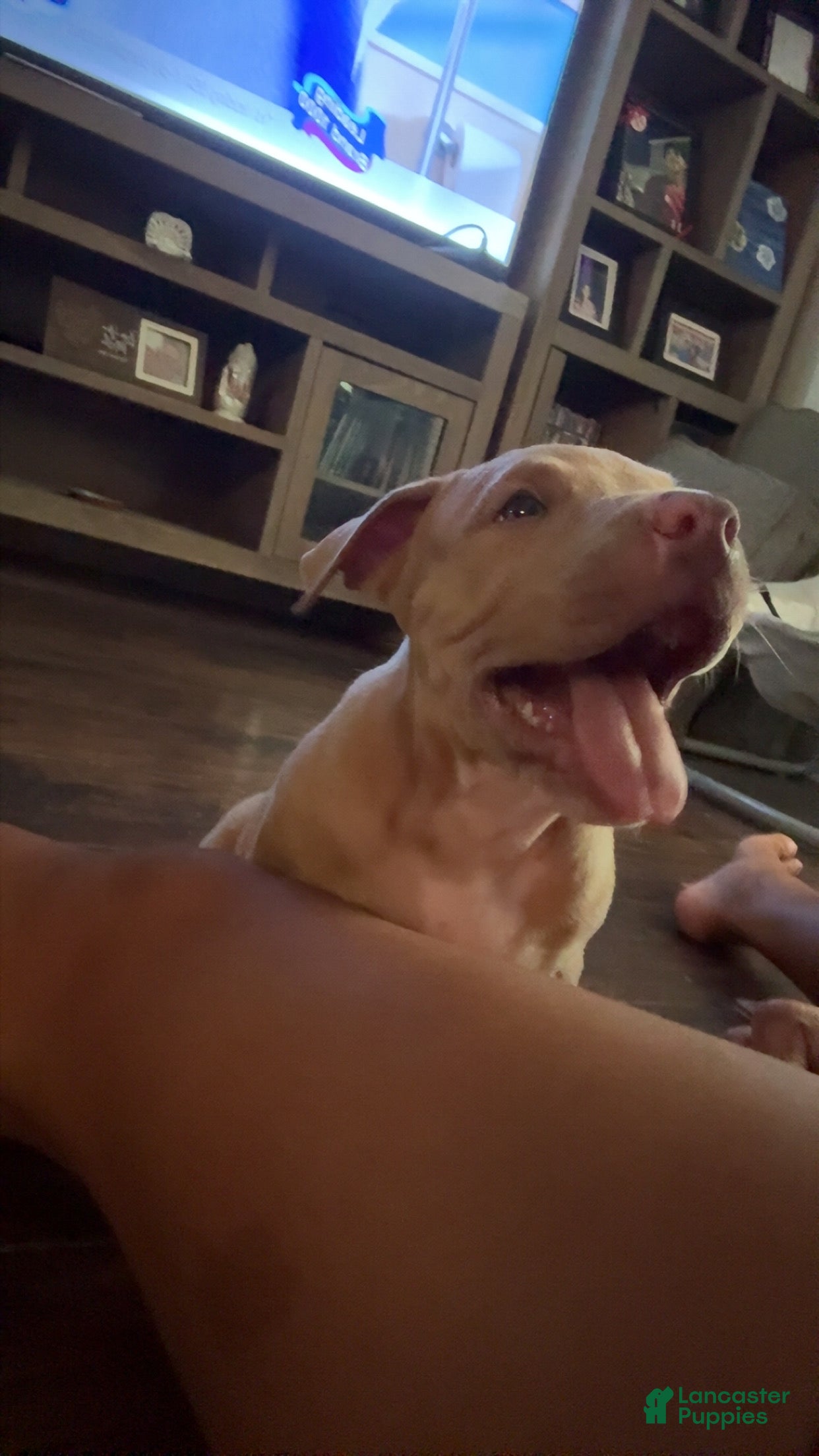 American Bully dogs American Bully 2 - Ad 28