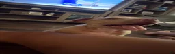 American Bully dogs for sale: American Bully 2 - Ad 1