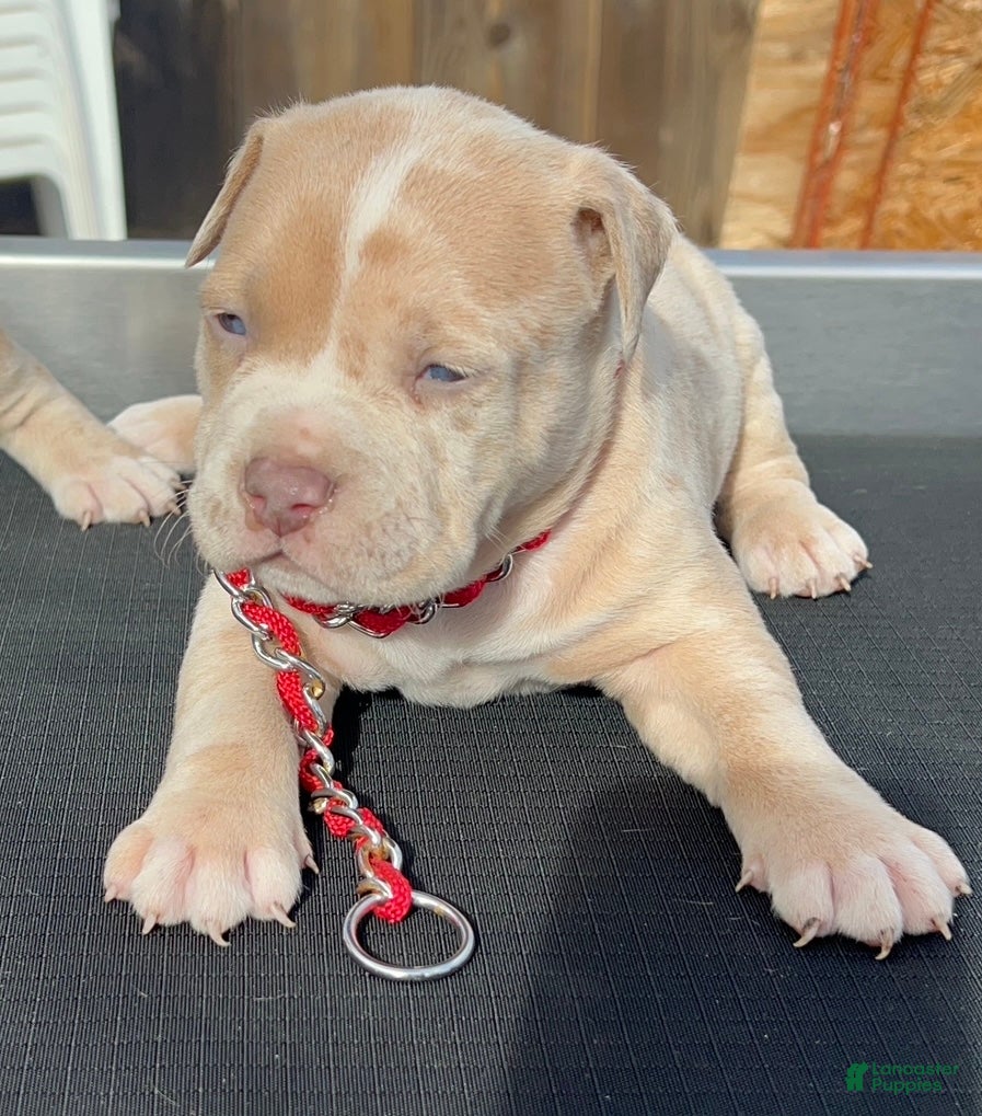 American Bully dogs Theo - Ad 10