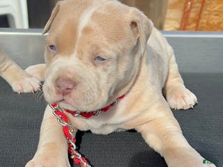 American Bully dogs Theo - Ad 27