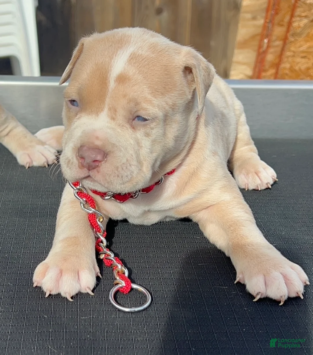 American Bully dogs for sale: Theo - Ad 1