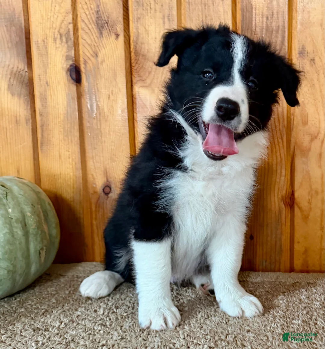 Border Collie dogs for sale: Toby - Ad 1