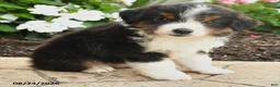 Miniature Australian Shepherd dogs for sale: Peter - Ad 3