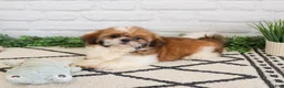Shih Tzu dogs for sale: Flash  - Ad 6