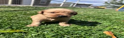 Golden Retriever dogs for sale: Jake (blue) - Ad 7