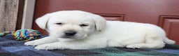 Labrador Retriever dogs for sale: Jackson - Champ lines - Ad 2