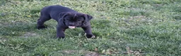 Cane Corso dogs for sale: Balinda - Ad 3