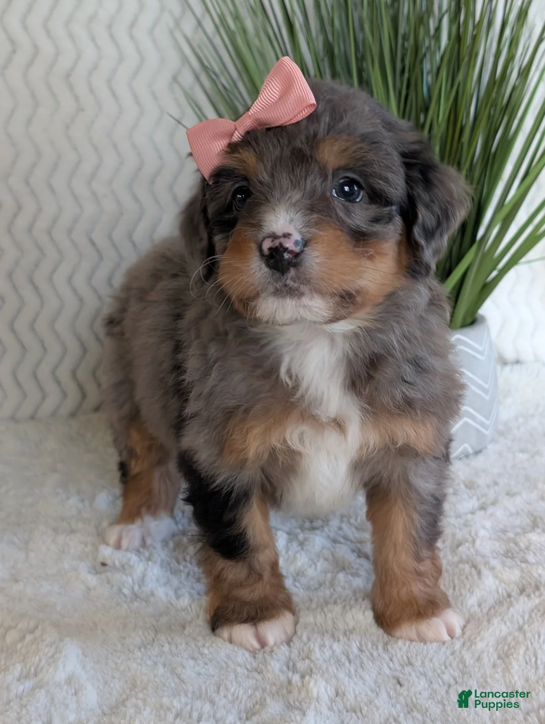 Mini Bernedoodle dogs for sale: Mini Skye  - Ad 3
