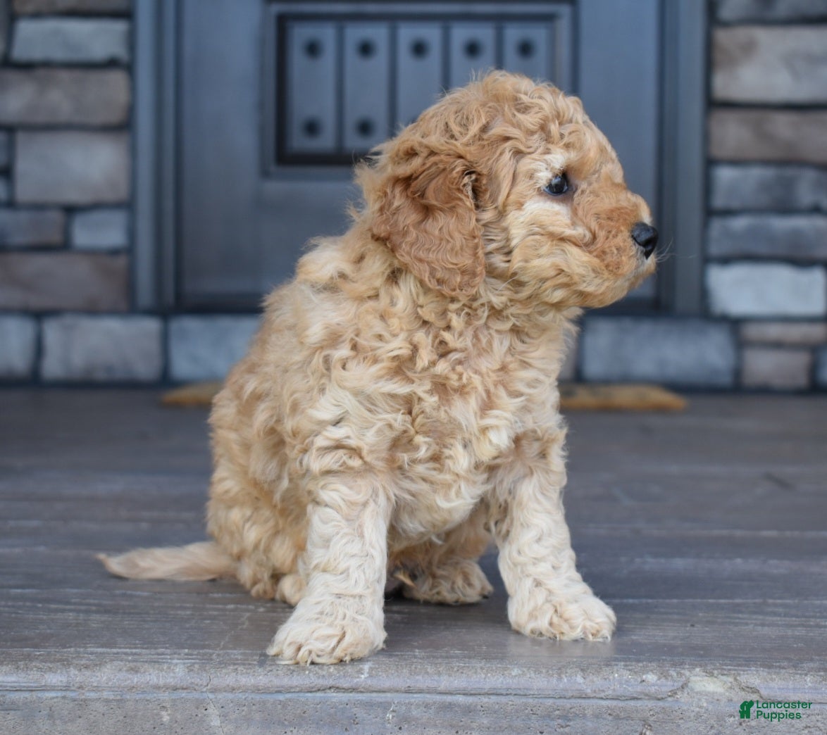 Mini Goldendoodle dogs River - Ad 2