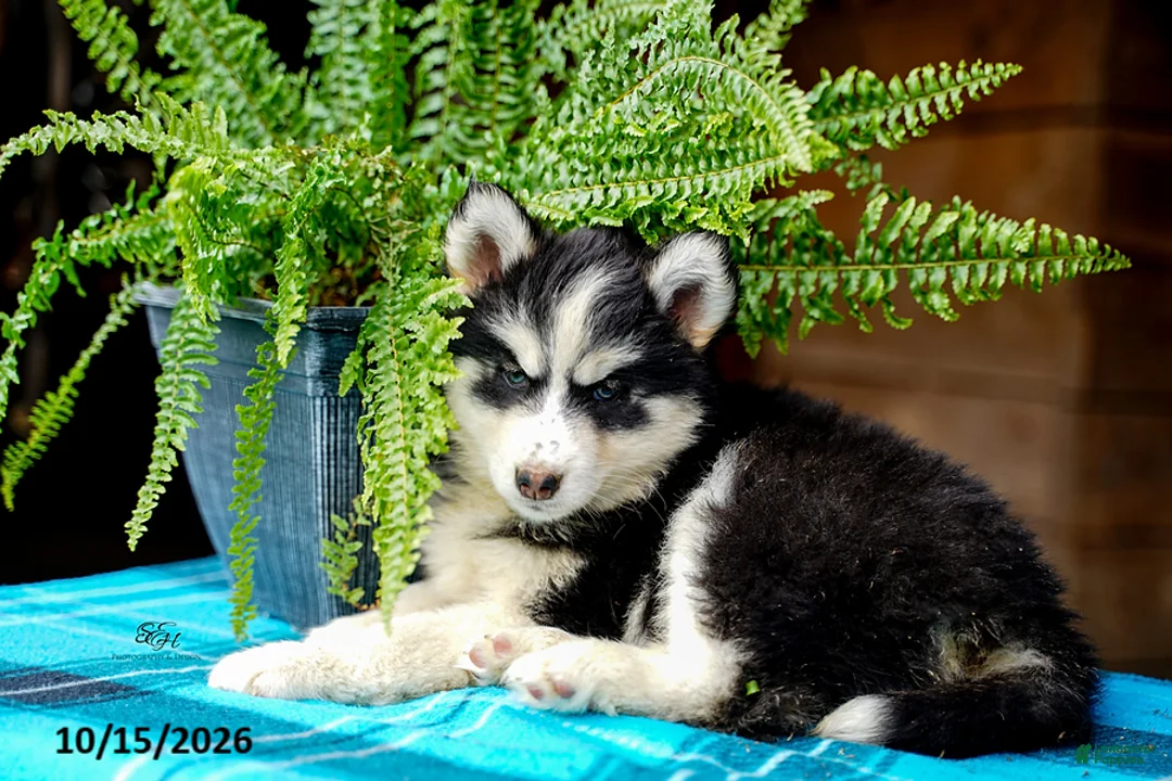 Pomsky dogs for sale: Tigger - Ad 7