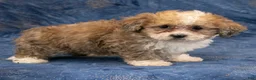Havapoo dogs for sale: Denver - Ad 3