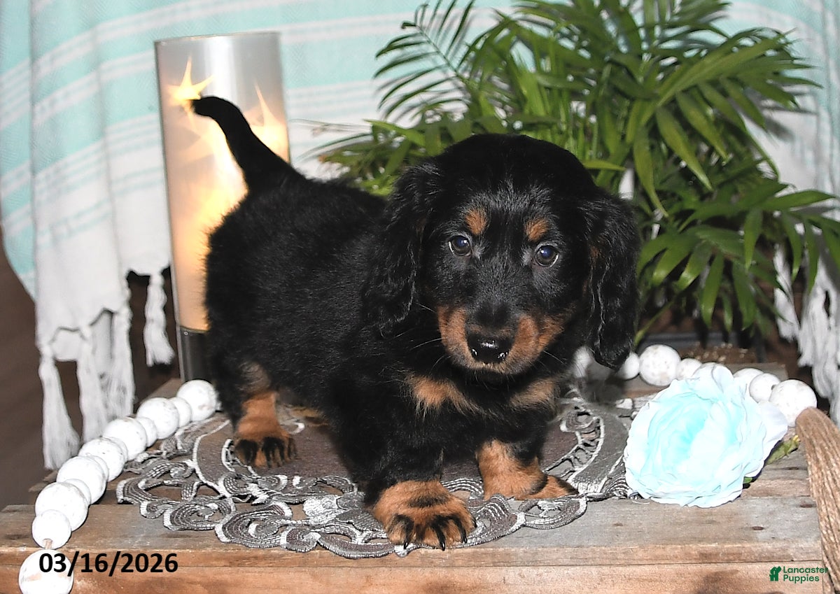 Dachshund dogs Remi - Ad 2