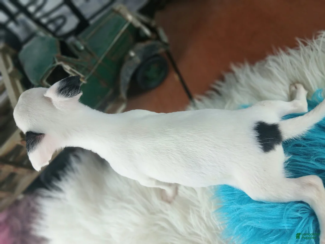 Chihuahua dogs for sale: Male teacup chihuahua. Hand delivery - Ad 2