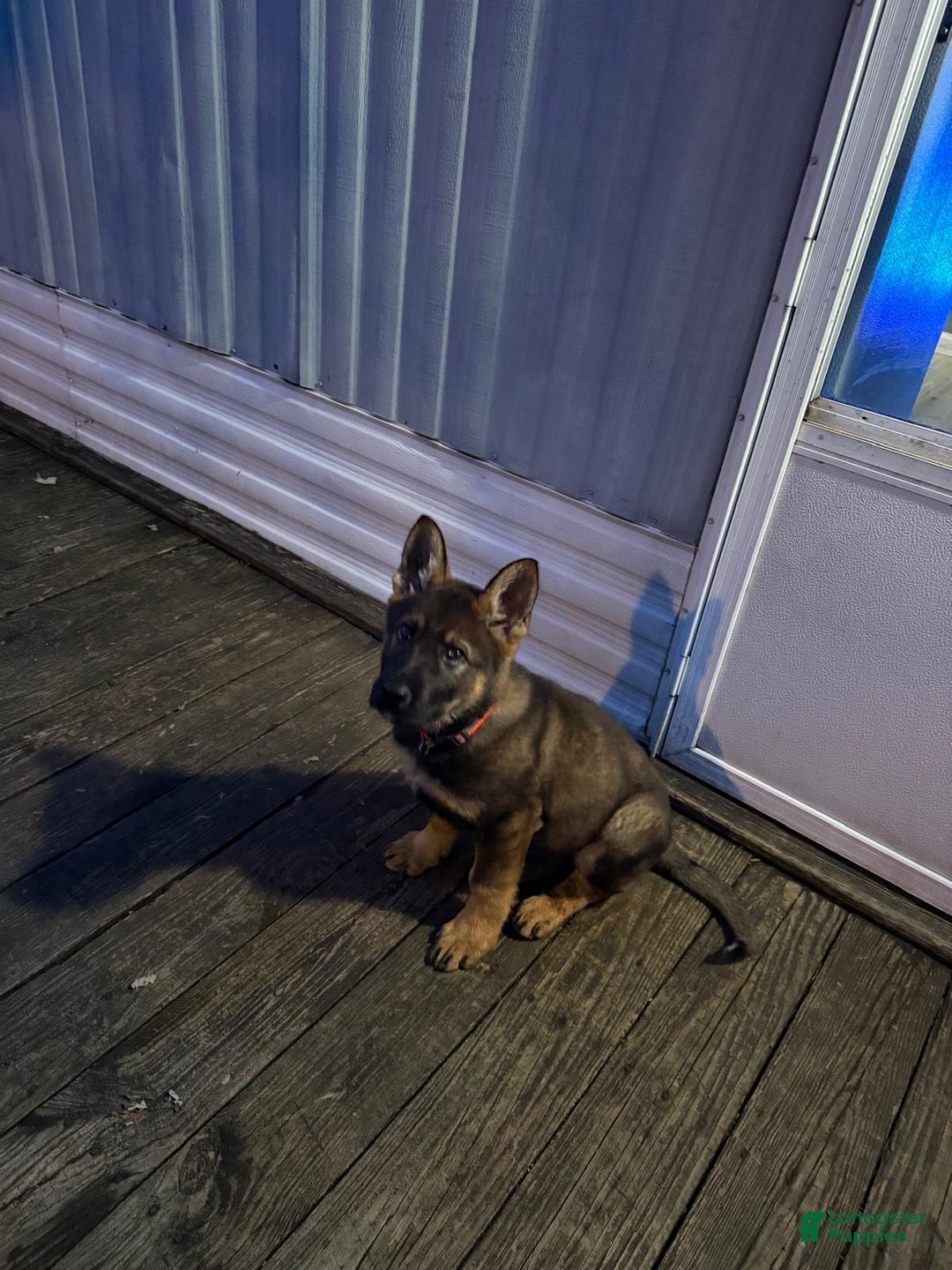 German Shepherd dogs for sale: German Shepherd Puppy 1 - Ad 4