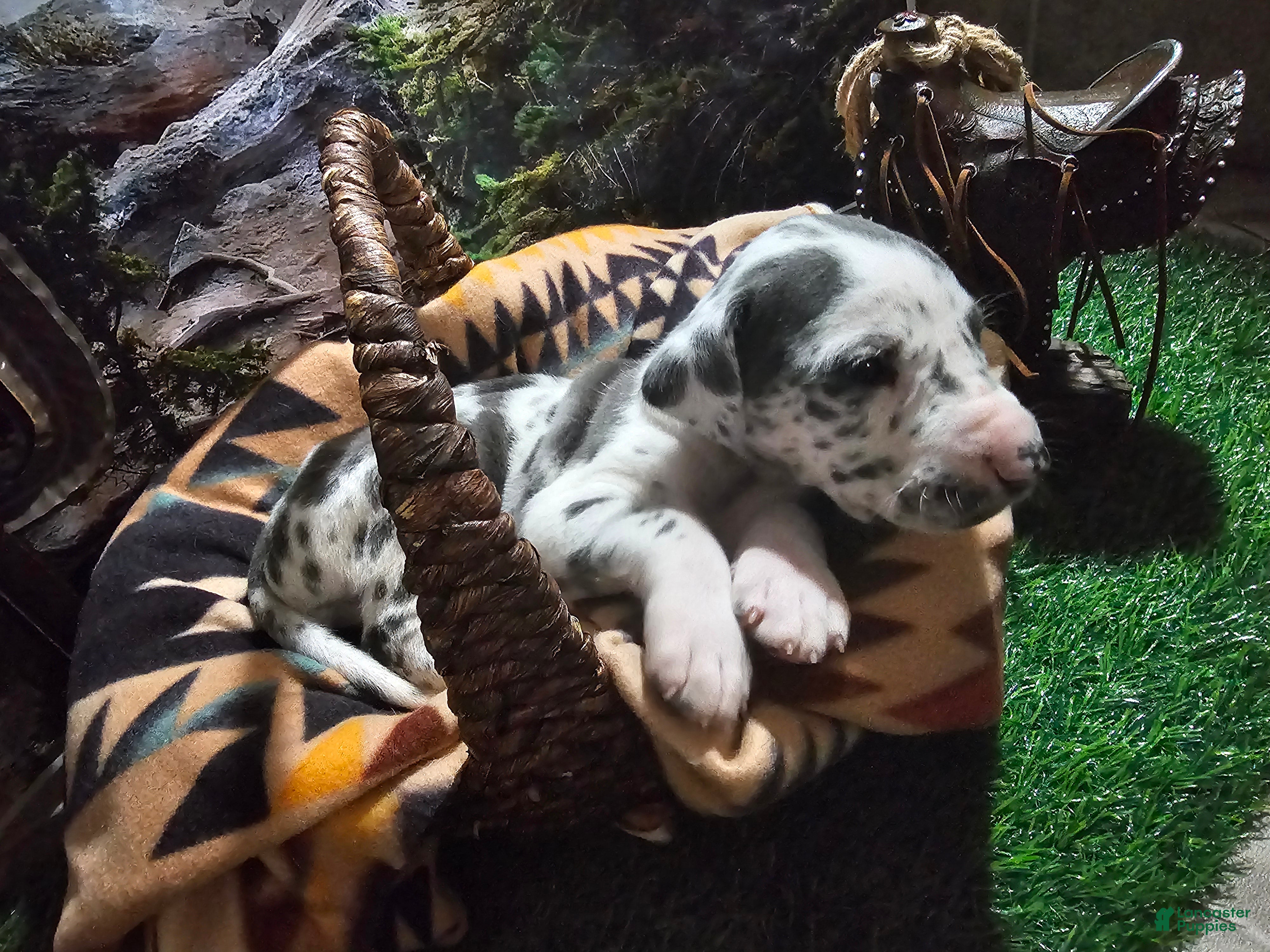 Great Dane dogs Blue Harlequin - Ad 1