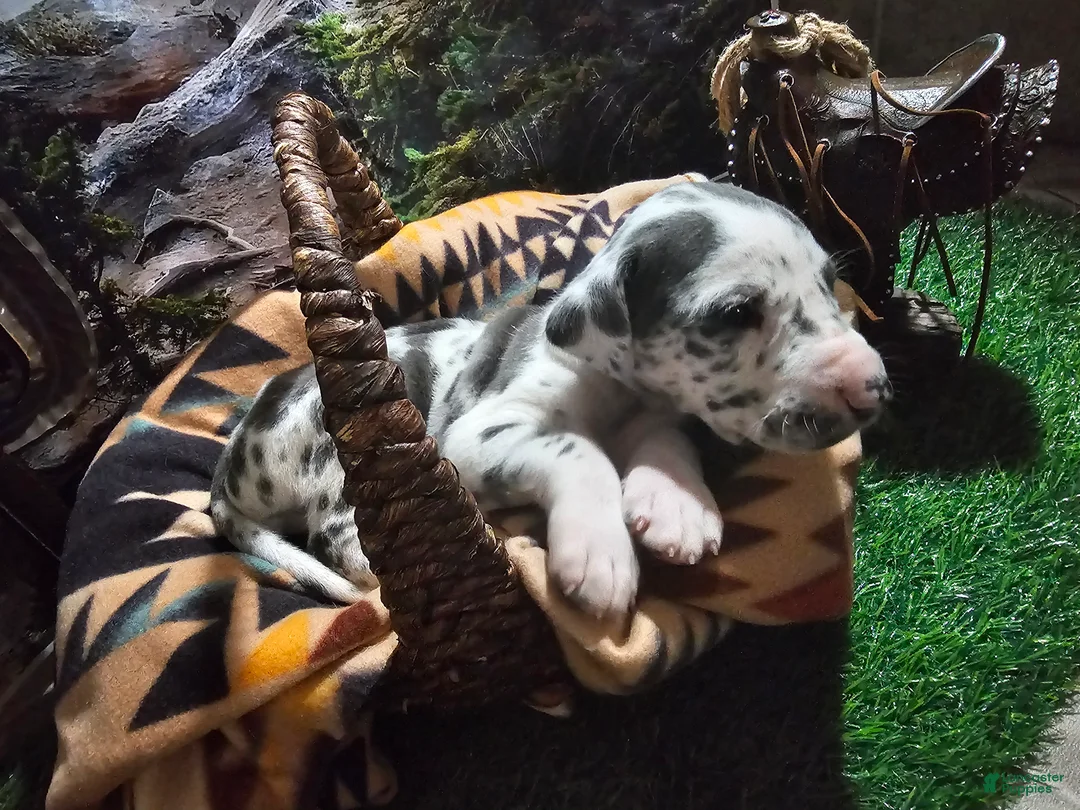 Great Dane dogs for sale: Blue Harlequin - Ad 1