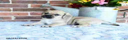 Puggle dogs for sale: Taylor - Ad 4