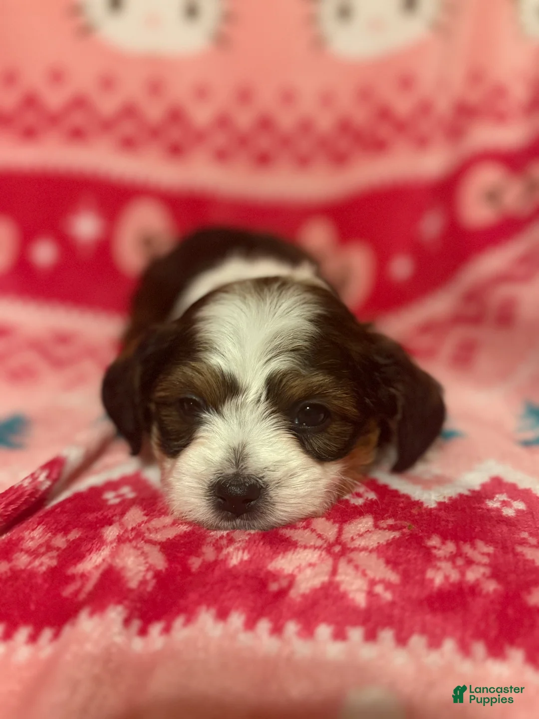 Mixed Breed dogs for sale: Mixed Breed Puppy 1 - Ad 3