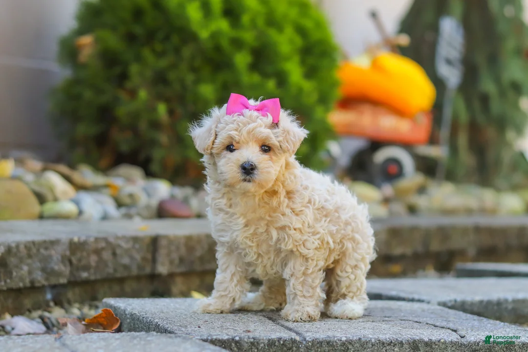 Maltipoo dogs for sale: Maple - Ad 1