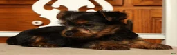Yorkshire Terrier dogs for sale: Lonnie - Ad 9