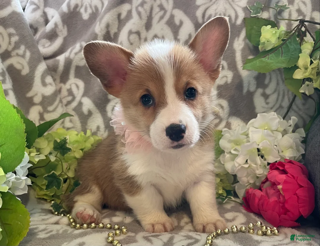 Welsh Corgi Pembroke dogs for sale: Mindy - Ad 1