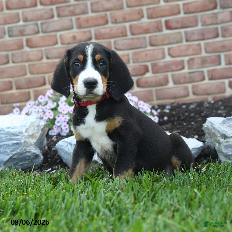 Greater Swiss Mountain Dog dogs Taz - Ad 1