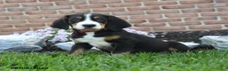 Greater Swiss Mountain Dog dogs for sale: Taz - Ad 1