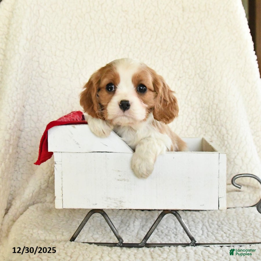 Cavalier King Charles Spaniel dogs for sale: Cocoa - Ad 1