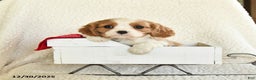 Cavalier King Charles Spaniel dogs for sale: Cocoa - Ad 1