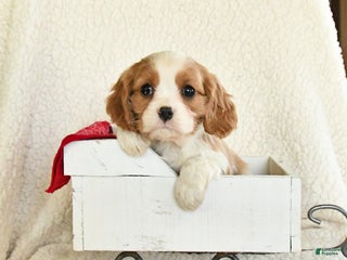 Cavalier King Charles Spaniel dogs for sale: Cocoa - Ad 1