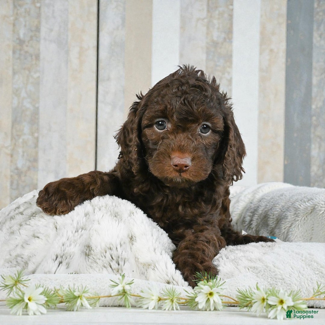Cockapoo dogs for sale: chester - Ad 5
