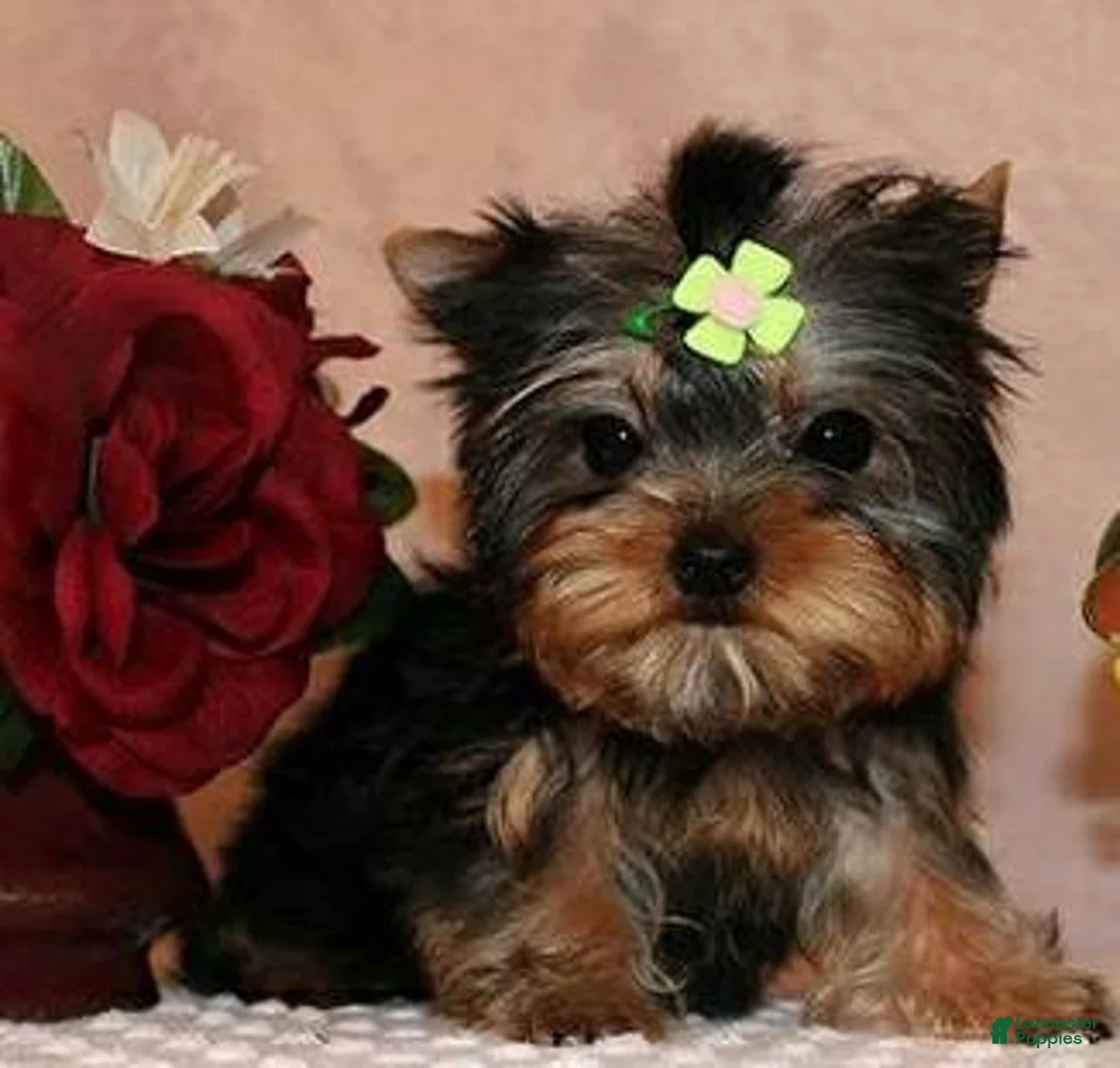 Yorkshire Terrier dogs for sale: Yorkshire Terrier 3 - Ad 2