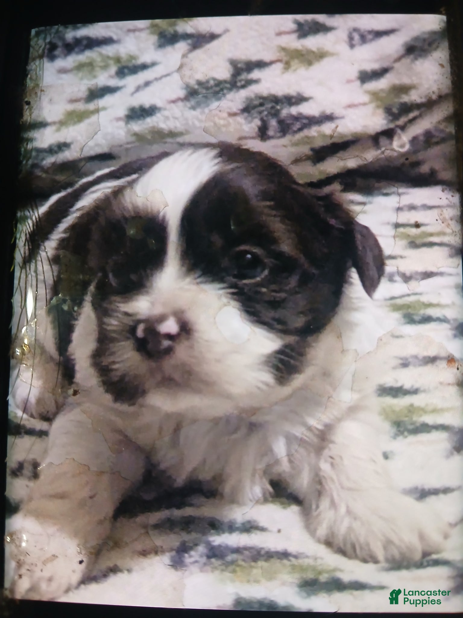 Shih Tzu dogs Shih Tzu Puppy 1 - Ad 2