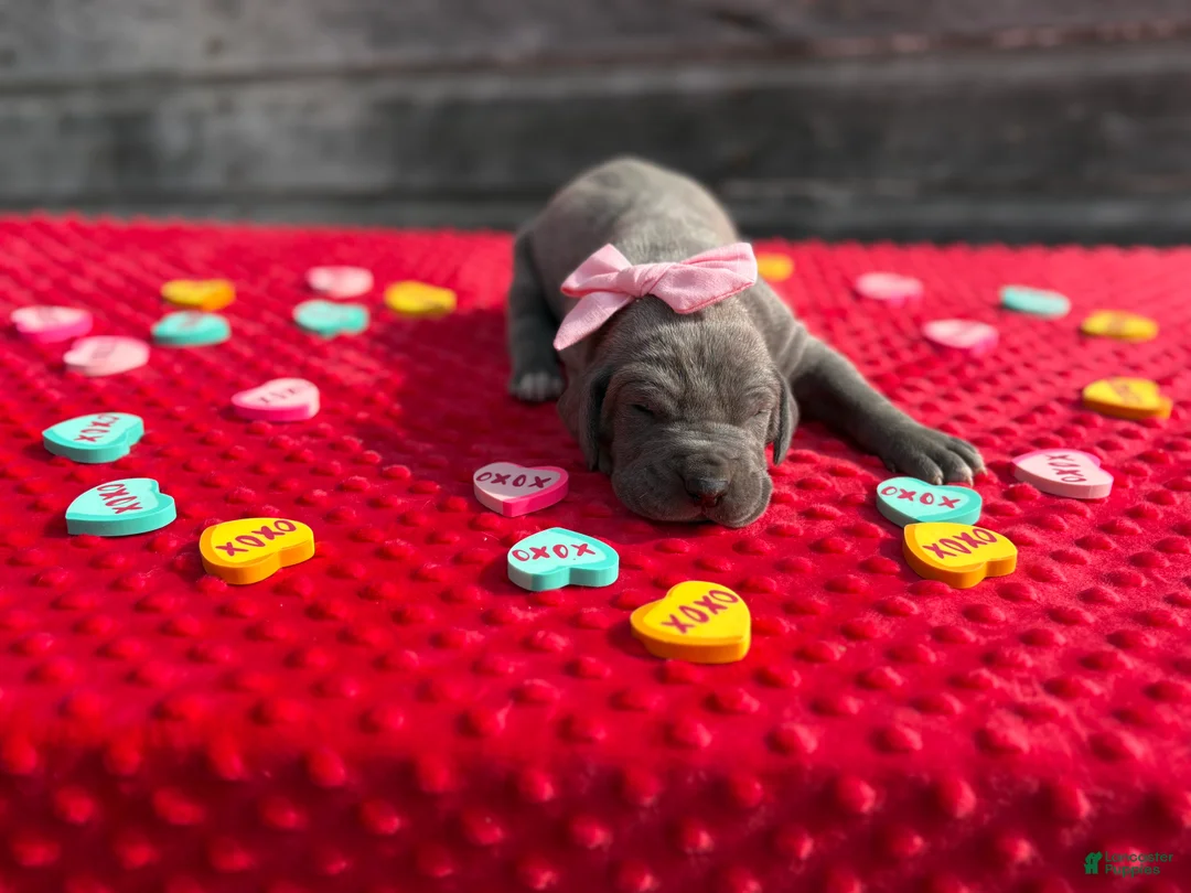 Great Dane dogs for sale: Great Dane - Pink - Ad 4
