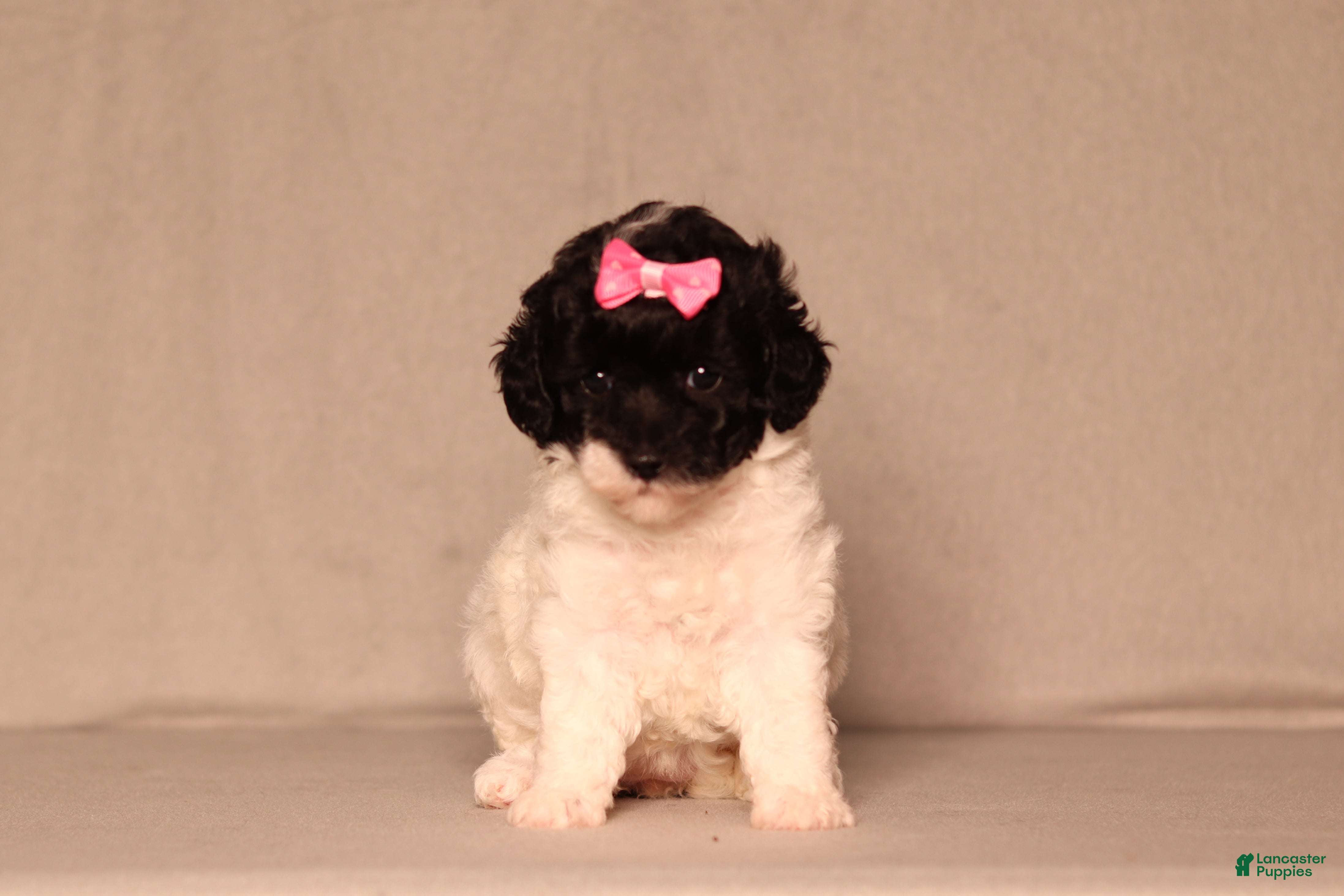 Miniature Poodle dogs Bailey - Ad 2