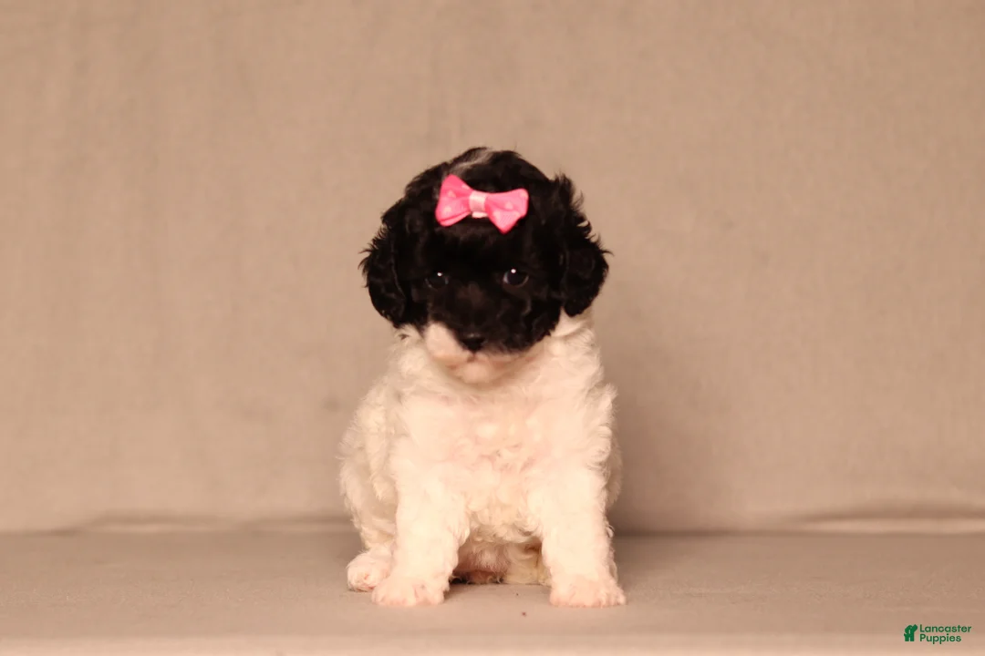 Miniature Poodle dogs for sale: Bailey - Ad 2