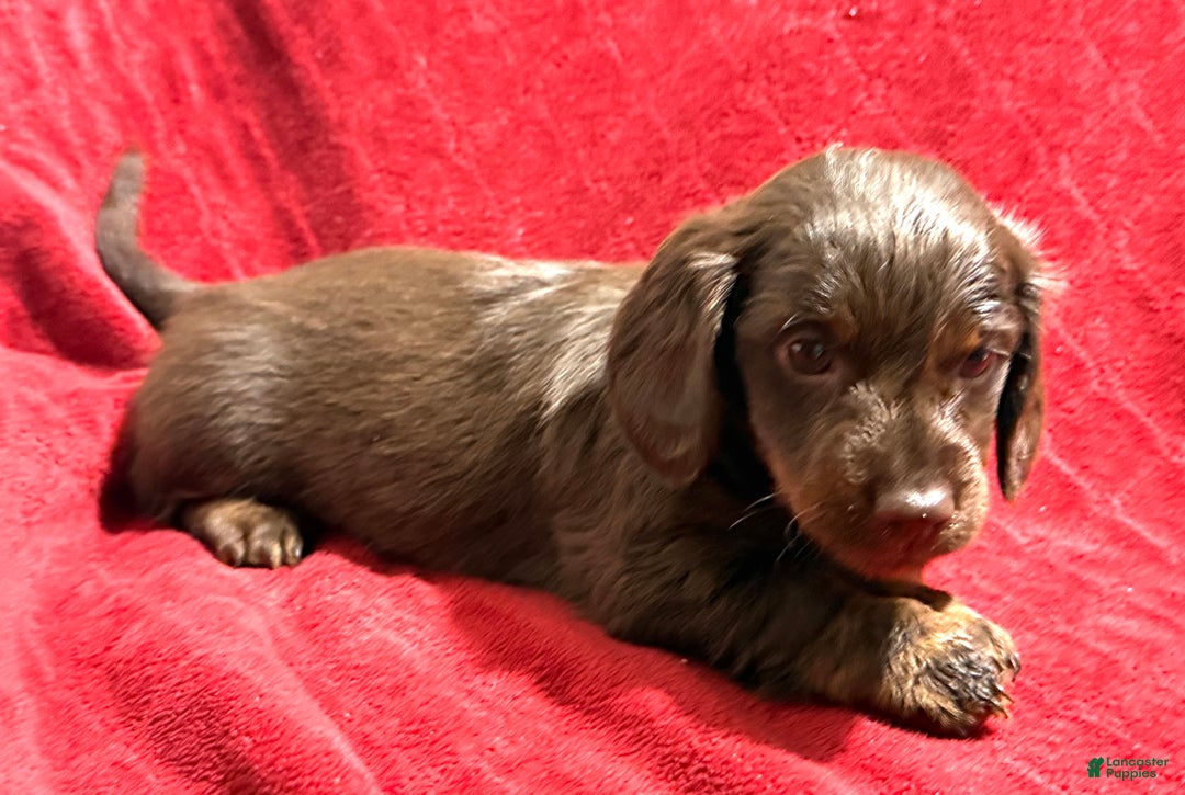 Miniature Dachshund dogs for sale: Miniature Dachshund Max - Ad 7