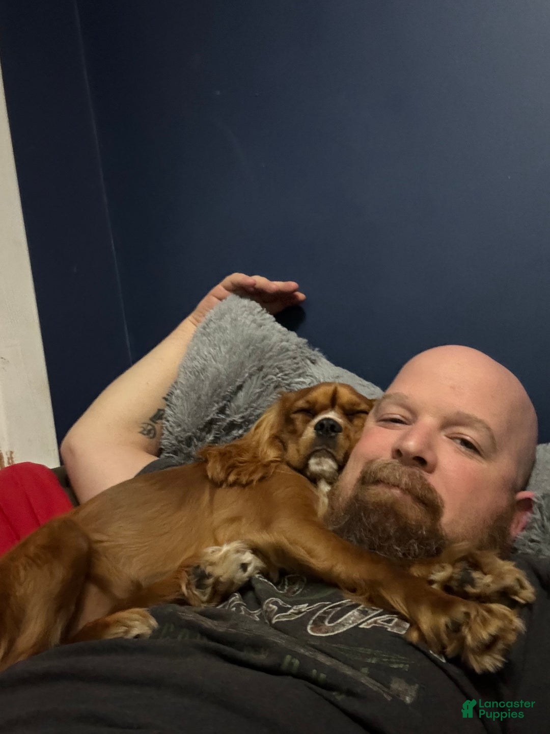 Cavalier King Charles Spaniel dogs for sale: Cavalier King Charles Spaniel Puppy 1 - Ad 1