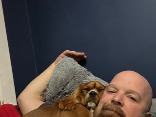 Cavalier King Charles Spaniel dogs Cavalier King Charles Spaniel Puppy 1 - Ad 15