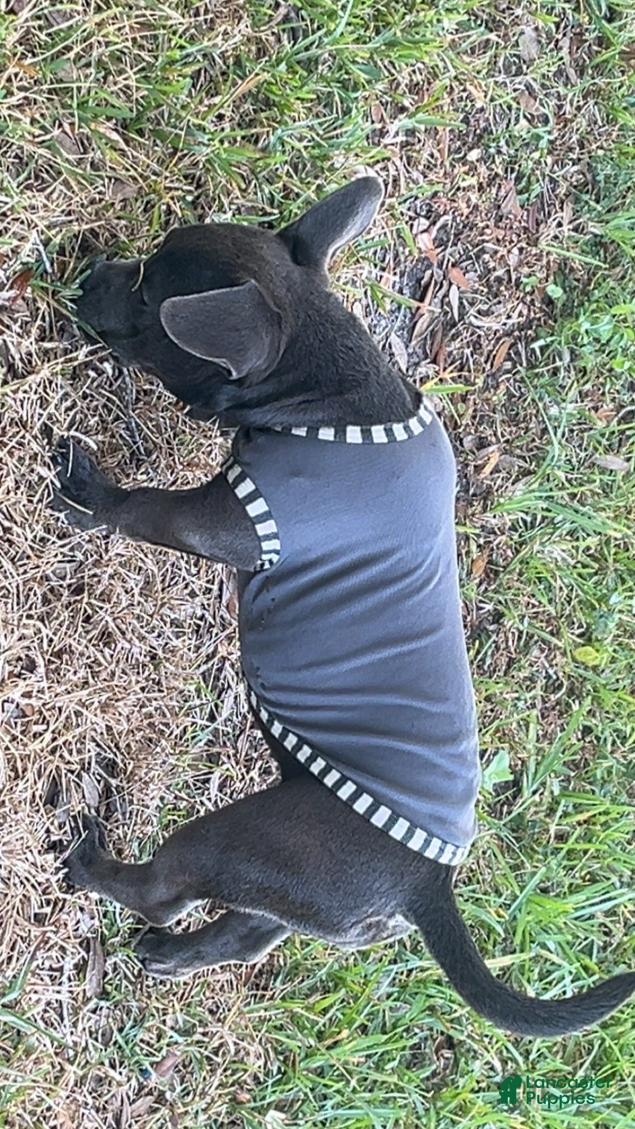 American Bully dogs American Bully Puppy 1 - Ad 4