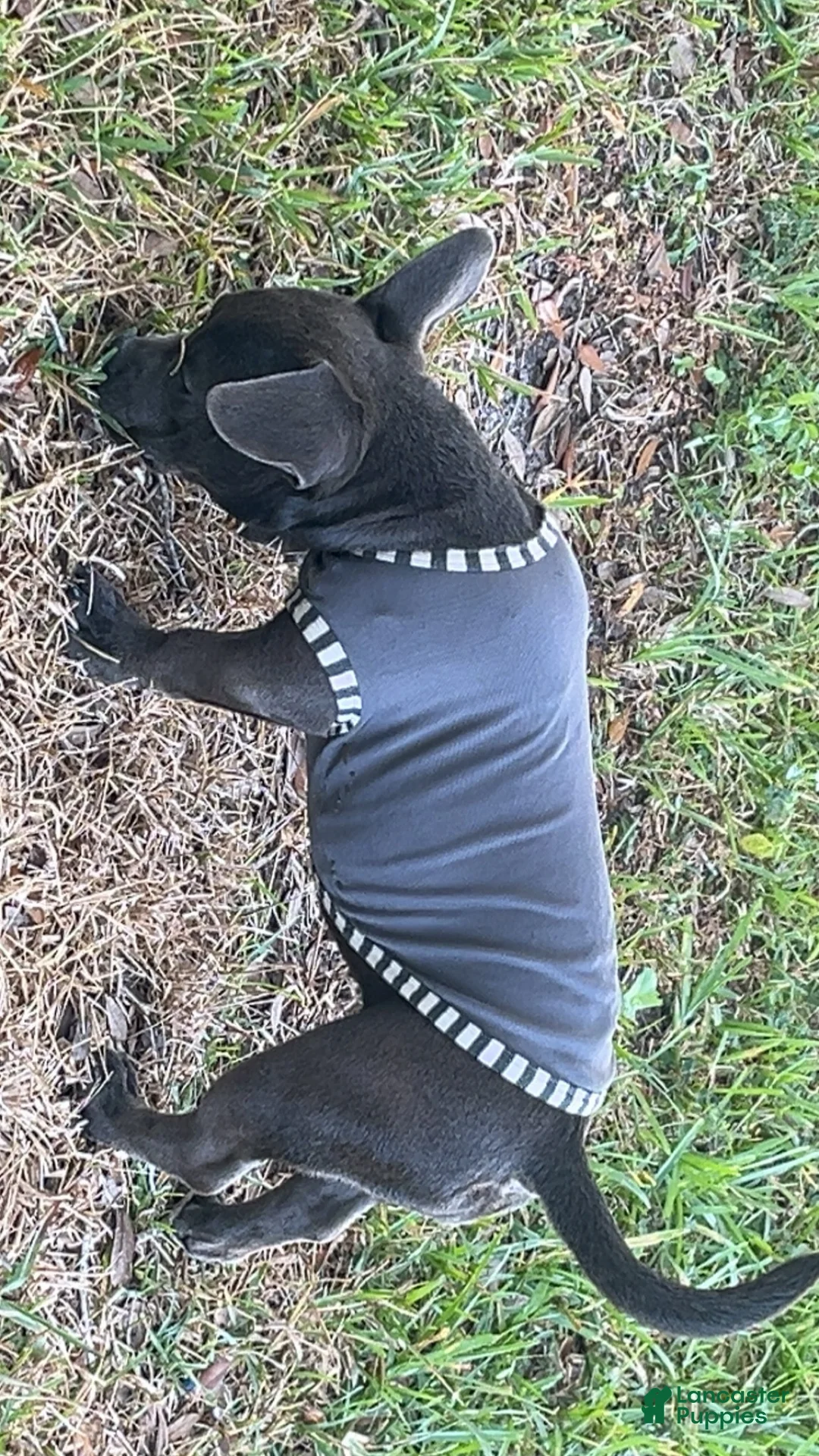 American Bully dogs for sale: American Bully Puppy 1 - Ad 1