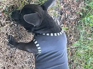 American Bully dogs American Bully Puppy 1 - Ad 4