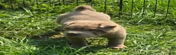 Shar Pei dogs for sale: Lyla - Ad 6