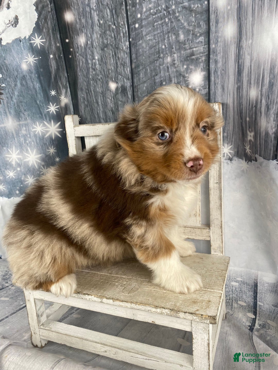 Australian Shepherd dogs for sale: Nova - Ad 3