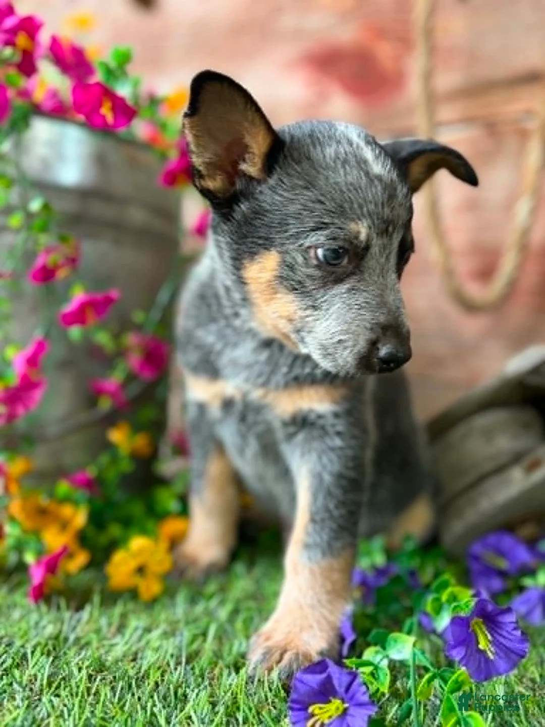 Australian Cattle Dog dogs for sale: Hank - Ad 2