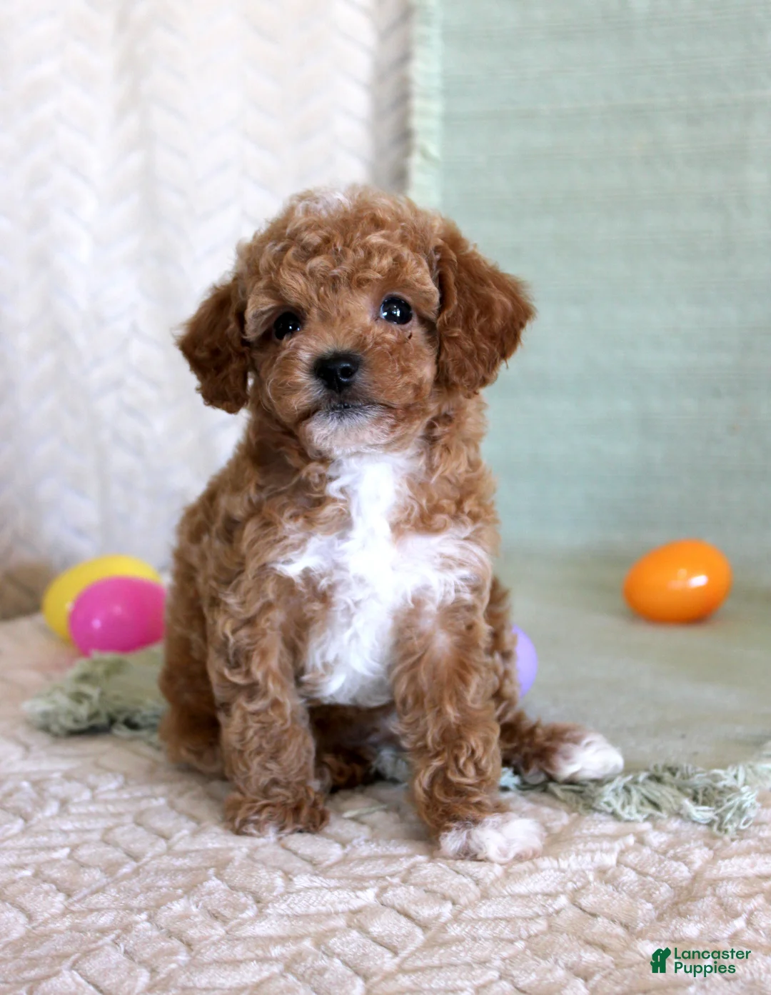 Toy Poodle dogs for sale: Oscar - Ad 3