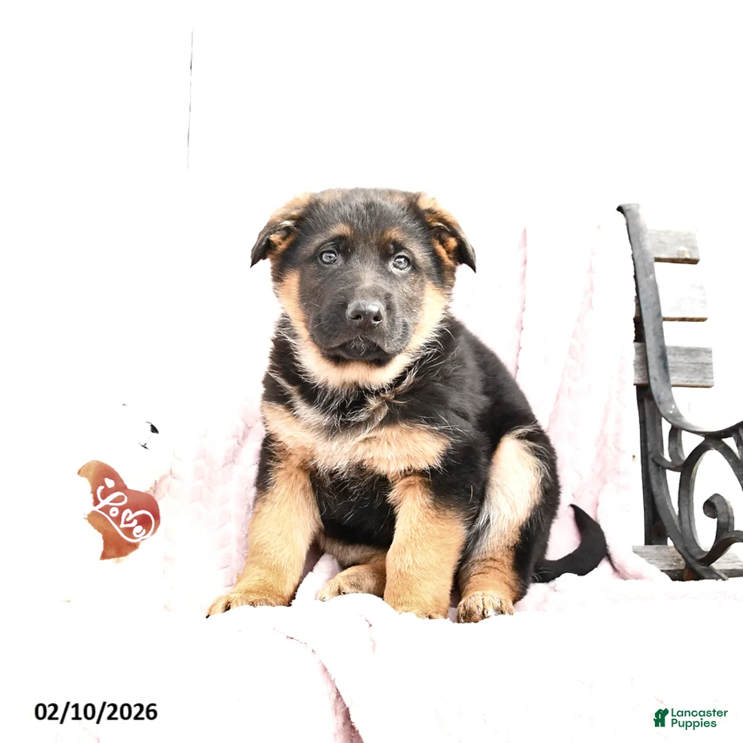 German Shepherd dogs for sale: Shep - Ad 3