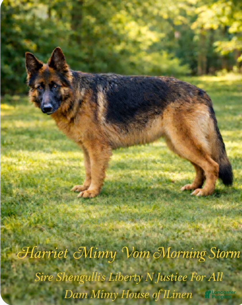 Harriet