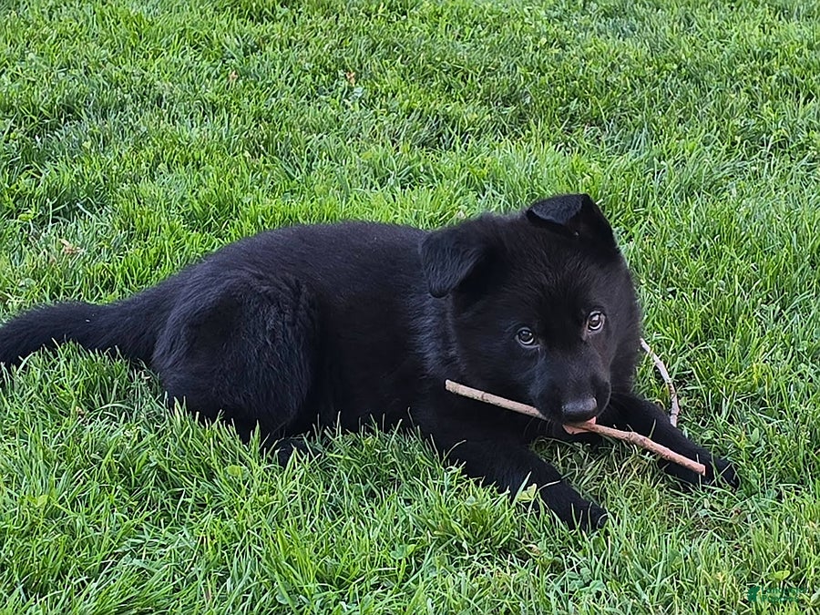 German Shepherd dogs for sale: Elvis - Ad 2